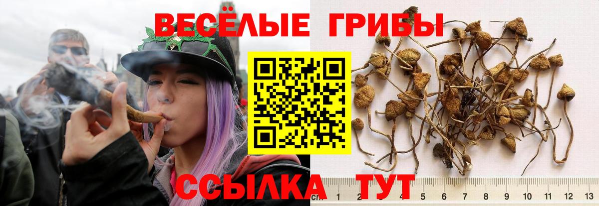 Новошахтинск  Псилоцибиновые грибы GOLDEN TEACHER  Галлюциногенные грибы прущие грибы  Вход с VPN 